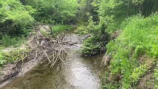 This Nature Sounds & Birds Chirping Create a Refreshing Atmosphere to Reduce Stress and Anxiety