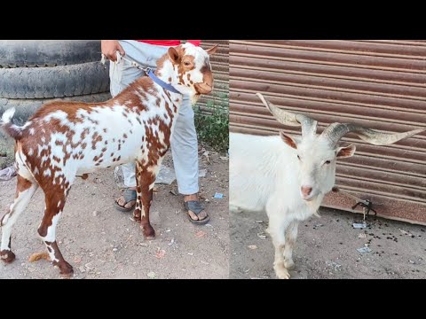 Extreme Quality Xing and Teddy Barbara at Sultan Exotic at Aurangabad