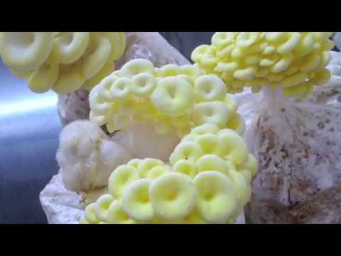 Empwering Women through ICAR-IIHR Mushroom Technology (Hindi)