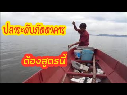 จมูกข้าวสาลีและความแข็งแรง ความอ่อนแอข้าวสาลีถั่วงอก
