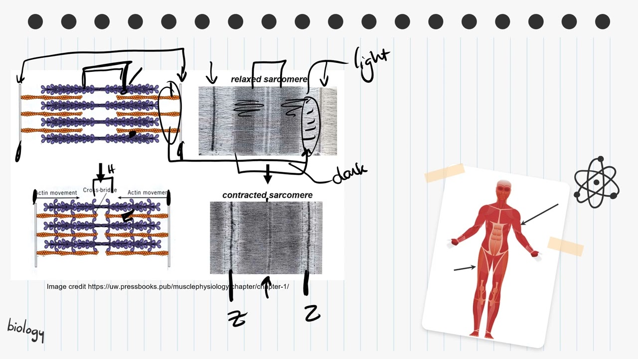 IB Biology Topic B3.3 Muscles and motility - AHL