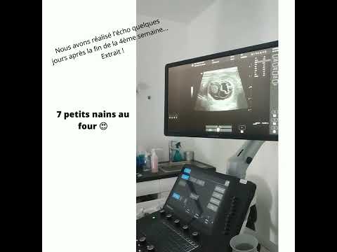 4ème semaine de gestation de la chienne