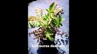 Centaurea dealbata
