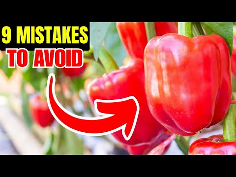 9 Pepper Grow Mistakes to Avoid