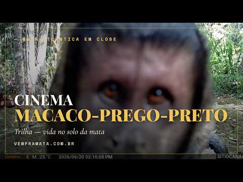 Fauna selvagem em habitat natural — Cinema Trilha, Mata Atlântica, Santa Teresa ES