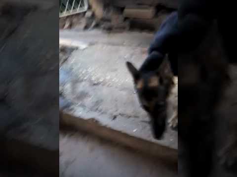 download lagu mp3 mp4 Looking For German Shepherd Pup To Buy In Trinidad, download lagu Looking For German Shepherd Pup To Buy In Trinidad gratis, unduh video klip Looking For German Shepherd Pup To Buy In Trinidad