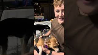 Video preview image #1 Jack Russell Terrier-Unknown Mix Puppy For Sale in Corona, CA, USA