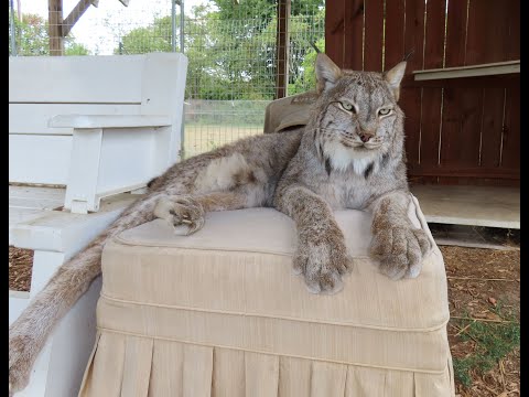 Max Canada Lynx New Enrichment