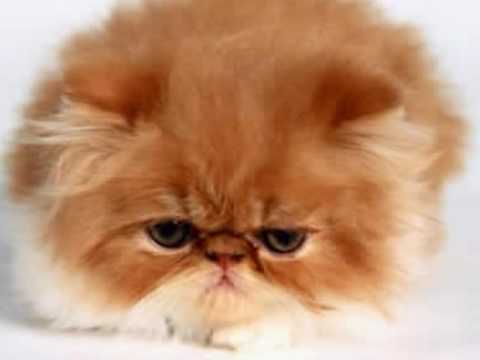 cem yılmaz/mazhar alanson-psikopatım