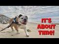 Reuben The Bulldog Out And About