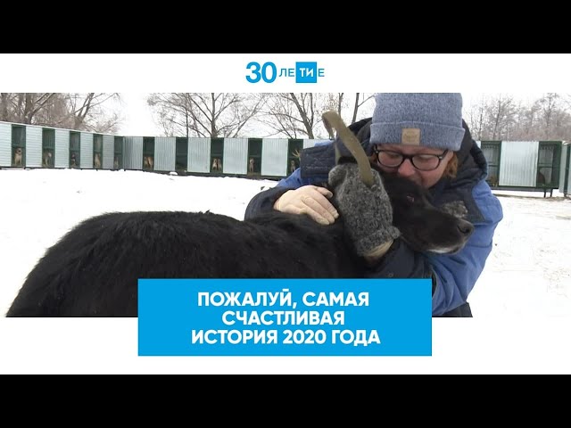 Спасители животных в Татарстане - приют «Вега»