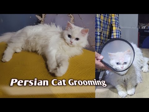 First  Time Cat Grooming experiences||Grooming of Persian Cat