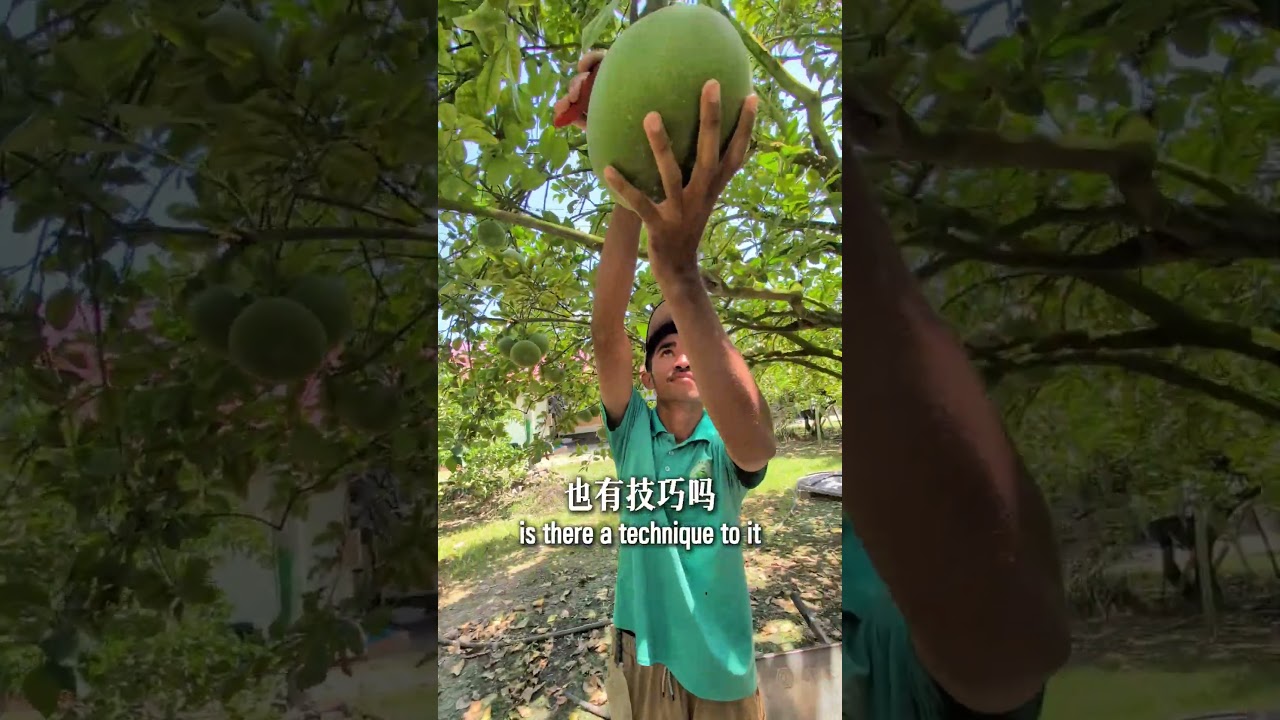 丹南柚子甜过初恋，这辈子一定要来丹南吃一次！除了马来西亚著名咖啡品牌益和-Tenom Yit Foh Coffee，原来丹南还有柚子园榴莲园~沙巴丹南杨氏柚子园 #沙巴丹南 #沙巴咖啡 #沙巴柚子