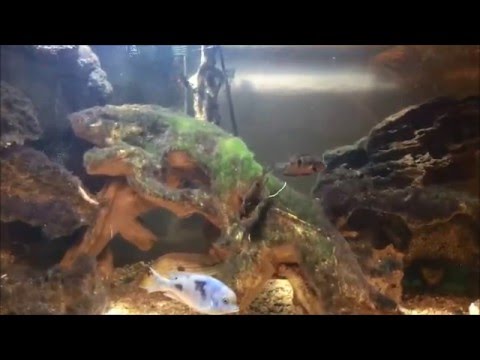 Firemouth Cichlid male and female in Aquarium