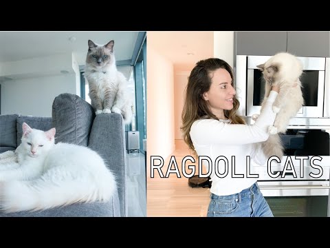 Owning a Ragdoll Cat || What to know