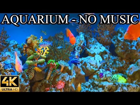 AQUARIUM 4K Coral Reef 4K Aquarium NO Music NO Ads - 8 Hours | Aquarium Sounds For Sleeping