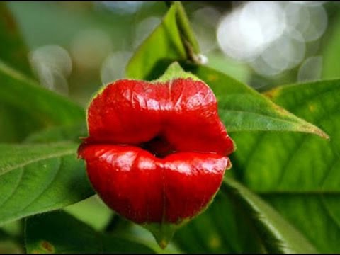 A Flower For Your Thoughts