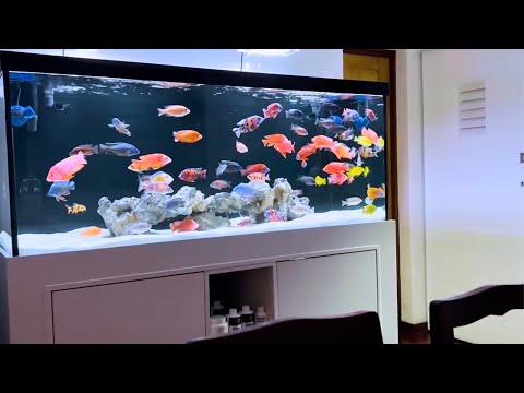 The Best Setup for an African Cichlid Tank