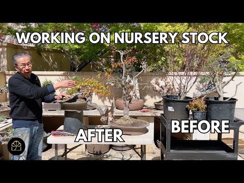 Maple Series: How to Turn Young Nursery Trees into Bonsai in 5-10 Mins!
