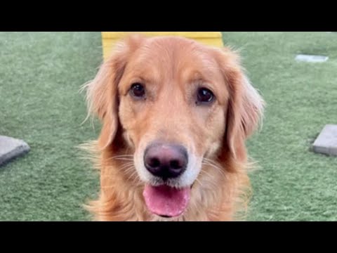 Marnie, an adoptable Golden Retriever in Los Angeles, CA_image-1
