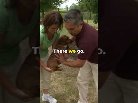 Cesar Restores Peace After Vicious Dog Fight! #dogwhisperer #dog #cesarmillan