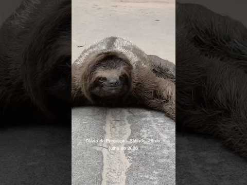 My friend, hoje o parque amanheceu tomado pela fumaça... Ou melhor, pela neblina! #preguicabm