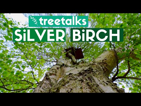 Silver Birch Tree - Facts & Identification