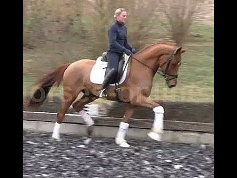 SOLD  2015 Dressurnachwuchs /dressage prospect by DESTANO ! www.sporthorses-online.com