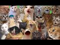 All Best Cat Memes