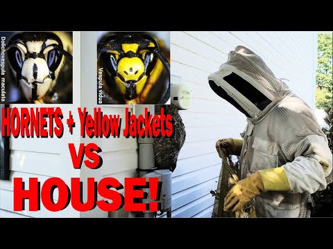 2 Wasp Nests in One House! Yellow Jacket and Hornet Removal!