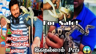 பாம்பு Pets கிடைக்கும் இடம் | Vera Level pets for Sale 😱 | Unique shop in Bangalore | Exotic Pets