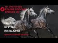 EP 210 Rectal Prolapse In Horses Causes Diagnosis Treatment Pet Care Partners