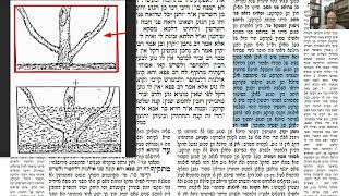 דף יומי מסכת בבא בתרא דף פב Daf yomi Masechet Bava Batra page 82  ע"י יוני גוטמן (שיעורי הדף היומי ב-20 דקות - מועבר ע"י ר' יוני גוטמן - לעילוי נשמת אביו ר' אלימלך צבי (צביקה) גוטמן ז"ל) - התמונה מוצגת ישירות מתוך אתר האינטרנט יוטיוב. זכויות היוצרים בתמונה שייכות ליוצרה. קישור קרדיט למקור התוכן נמצא בתוך דף הסרטון