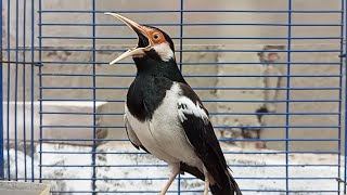 Download lagu Pancingan Jalak Suren Gacor Mompa Full Variasi - Masteran Suara Burung Jalak Gacor Full Isian Mewah mp3