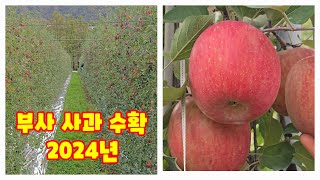 부사 사과 수확 시작 2024년 가을농원 사과따기체험 충청북도 사과 증산왕 [사과재배바펍]