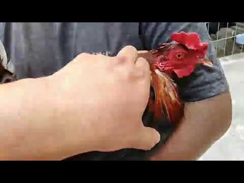 Kelsso foster. Para CaMACho,Quinta Eko 3