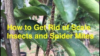 Crisis in my Container Plants! How to Treat Scale Insects and Spider Mites