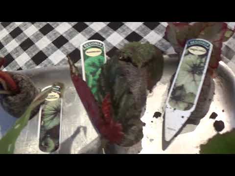 Unboxing_Begoinias from Dibleys