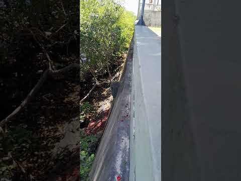 CRIME AMBIENTAL  ITAPISSUMA PERNAMBUCO  LEI 9605 1 2 DE FEVEREIRO 1988 CANAL DA FAMÍLIA