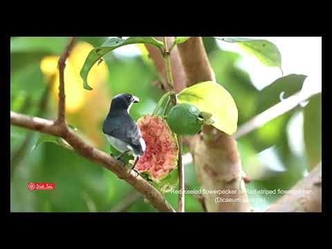 Bobuliar červenobruchý (Dicaeum australe) — správanie, biotop a hlas