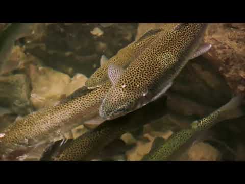 Oleiros of rare beauty