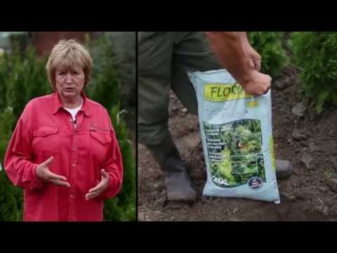 hogyan lehet gyógyítani a fenyőférgeket felnőtteknél szemölcsök a szervek padlóján