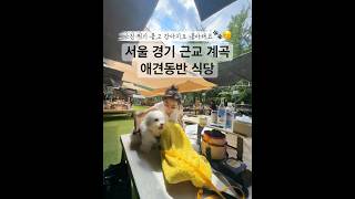 계곡- 강아지랑 여름휴가 #애견동반가능