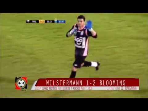 WILSTERMANN 1 BLOOMING 2