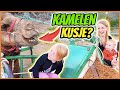 KAMELEN RiTJE DOOR DE WOESTiJN TOCH EEN BEETJE DUBBEL ...? | Bellinga Vlog #2754