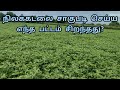 நிலக்கடலை விதைக்க ஏற்ற பட்டம் எது Best Sea