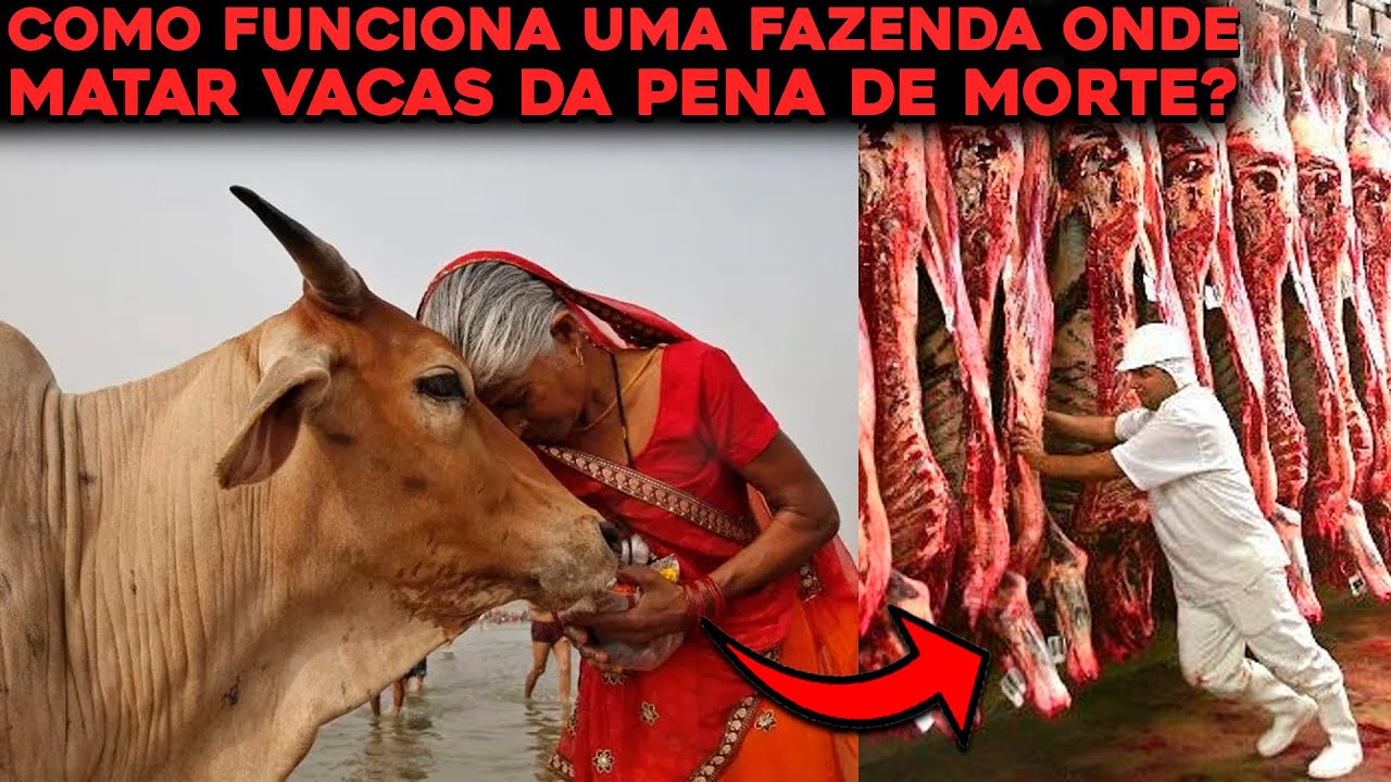 COMO A ÍNDIA É O MAIOR PRODUTOR DE CARNE SE A VACA É SAGRADA?