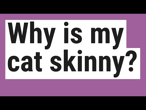 Why is my cat skinny?