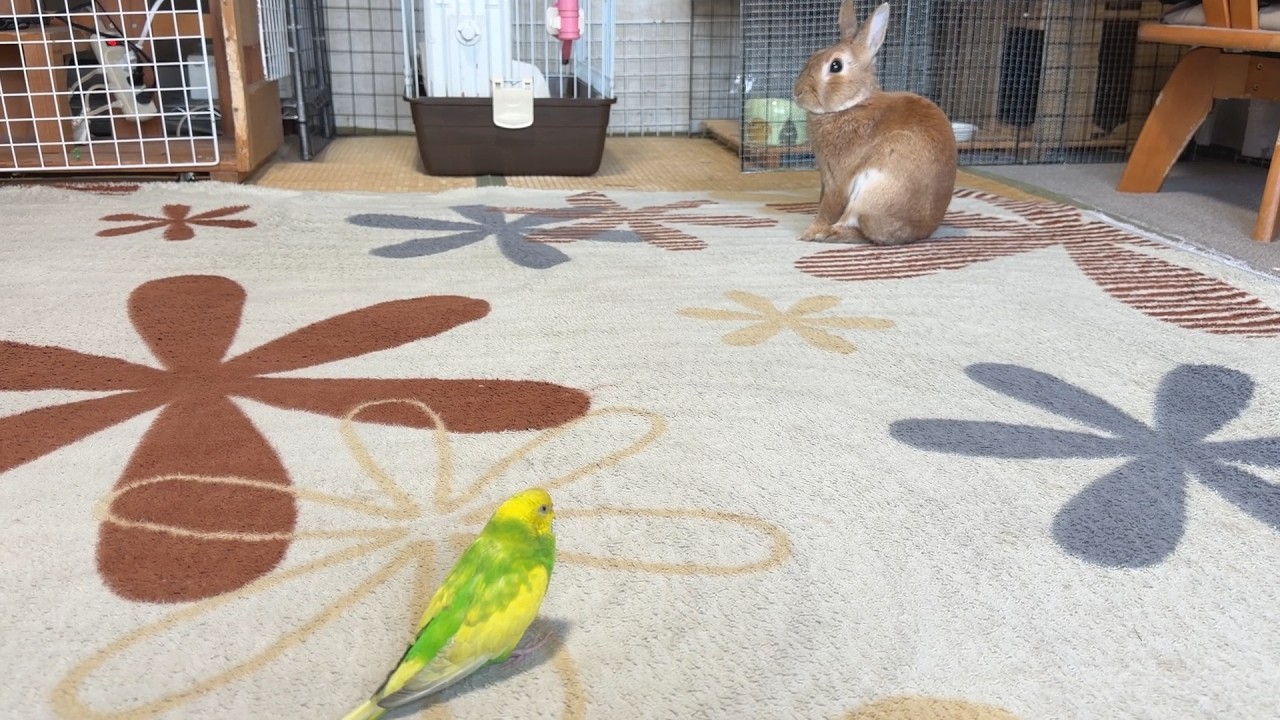 謎の強者感でインコに金縛りをかけるウサギ・・・　(No.2158)