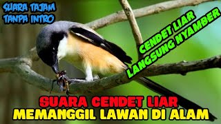 Download lagu SUARA PIKAT CENDET MEMANGGIL CENDET LIAR SUARA KHA... mp3